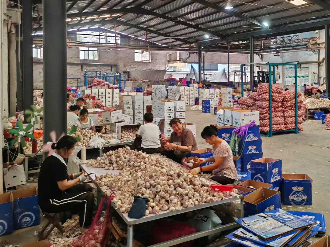 蒜出口加工
